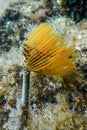 Tubeworm underwater Sabella spallanzaniiÃÂ Sea Life